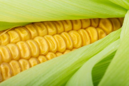 деталь свежей кукурузы
