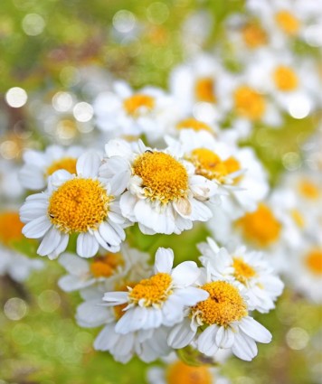 imagen de hd de serie de flores frescas