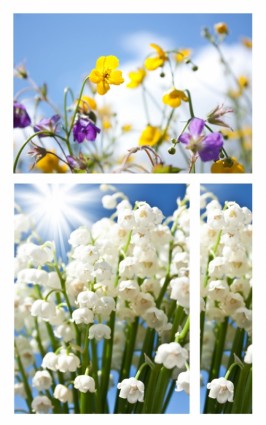 imagen de hd de serie de flores frescas