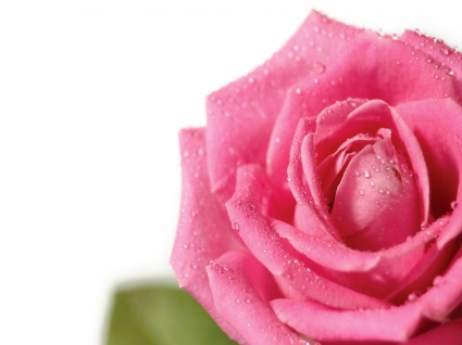 신선한 분홍색 장미 벽지 꽃 자연