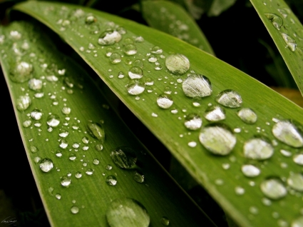 新鲜的雨水滴眼液壁纸植物自然