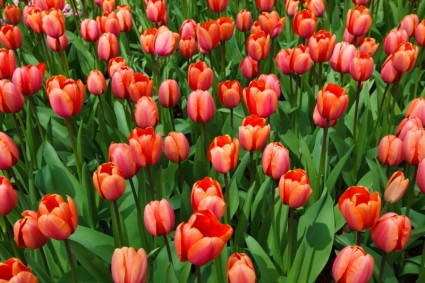 tulipanes rojos frescos