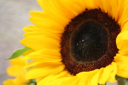 frische Sonnenblumen