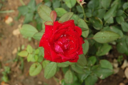 flor roja recién regado