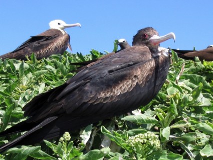 frégate oiseau oiseaux hawaii
