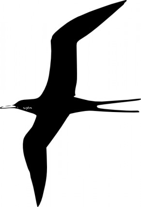 burung Frigate clip art