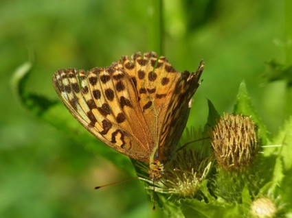 malinowiec argynnis paphia motyl