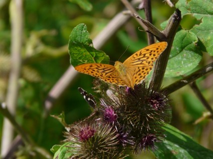 naturaleza de mariposa fritillary