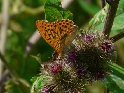 natura di fritillaria farfalla