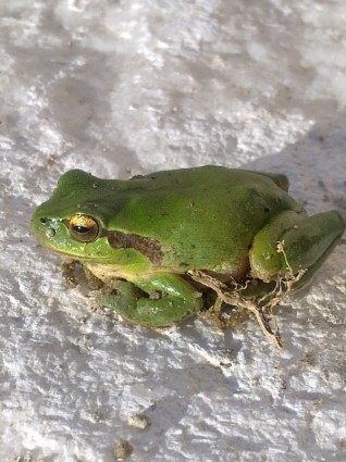 ếch màu xanh lá cây động vật