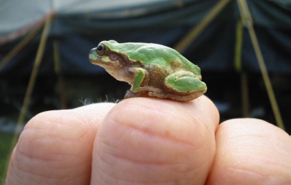 ếch trên đốt ngón tay