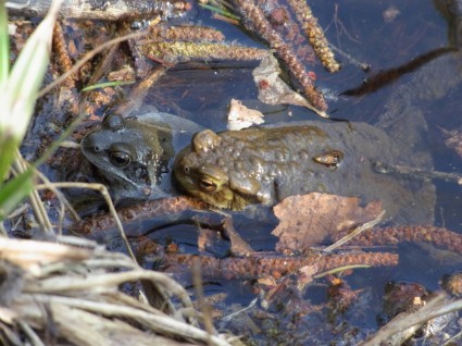 amphibiens crapaud grenouille