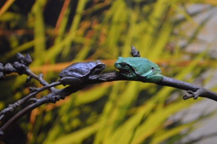 青蛙约会水族馆欧洲