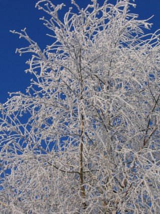 成熟的霜樺木