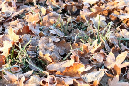 Frost hojas de otoño
