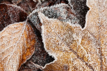 Frost On Leaves