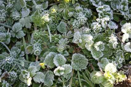 Frost chín thực vật