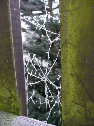 結霜的蛛網