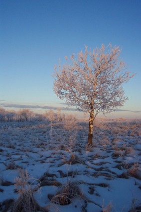 dingin lanskap pohon
