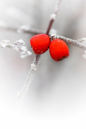 冰霜紅漿果