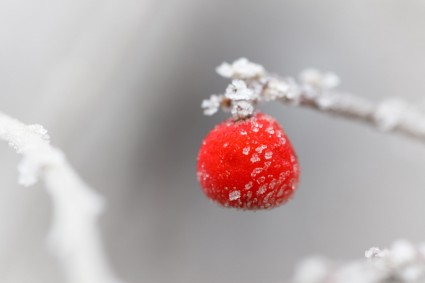Морозный красная ягода