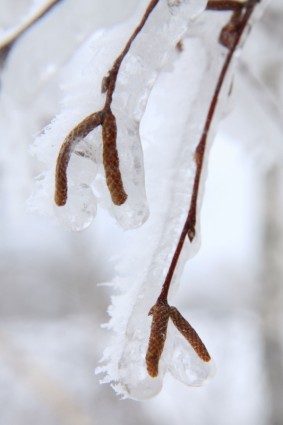 planta de bétula congelados