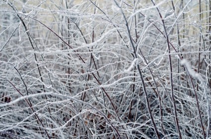 gefrorene Zweig im winter