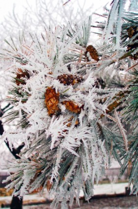ramo de congelados no inverno