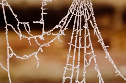 gefrorene Spinnennetz