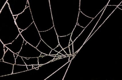 donmuş örümcek ağı