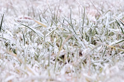 замороженные трава