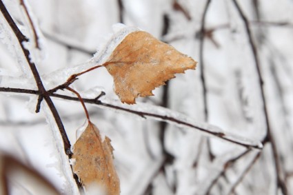 겨울에 얼어붙은 나뭇잎