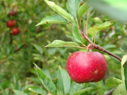 フルーツのりんごの木の収穫