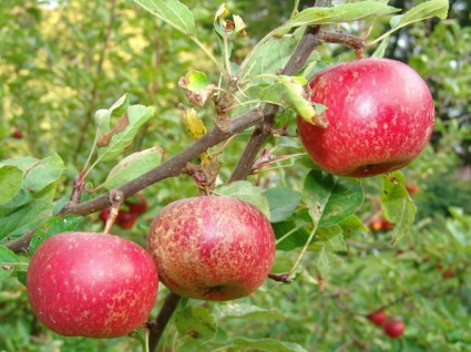 panen pohon buah apel
