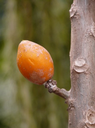 Tropische Früchte-orange