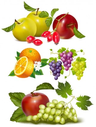Früchte-Vektor