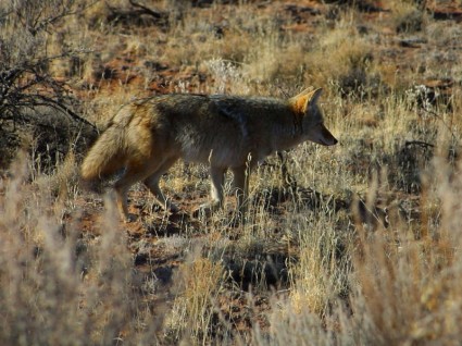 predator foxtail Fuchs