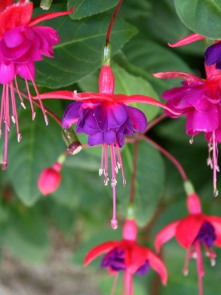 fleur Fuchsia