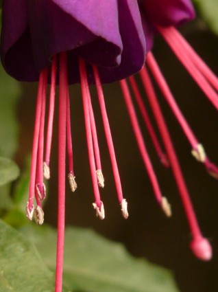 紫红色月见草温室观赏植物