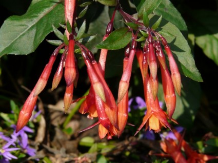 fleurs fuchsia rouge