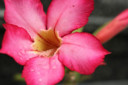 fleur rose fuchsia