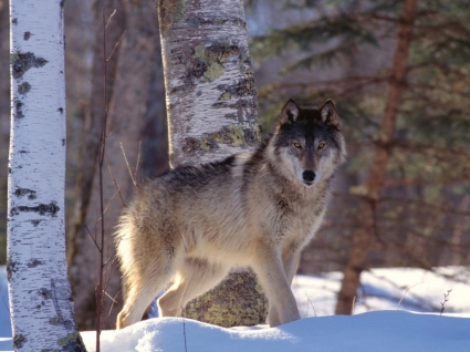 полный профиль серый волк Обои волки животные