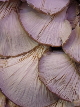 jamur jamur tiram makanan
