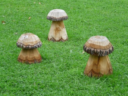 Prado madeira de fungos