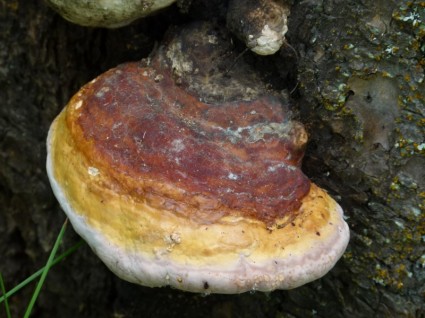 Fungus Baumpilz Xylobionten