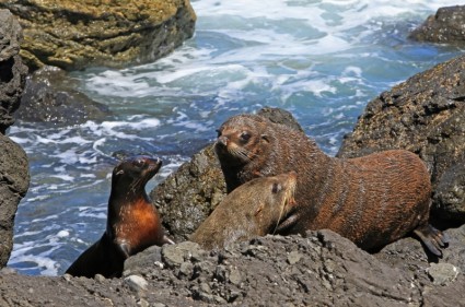 Fur Seal Seals Kekeno