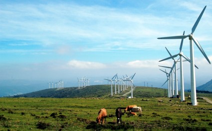 Galicia Windmills Cows