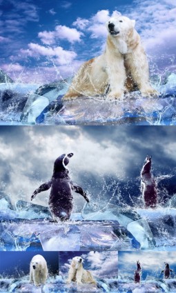 급속도 빙하와 북극곰과 펭귄 highdefinition 그림