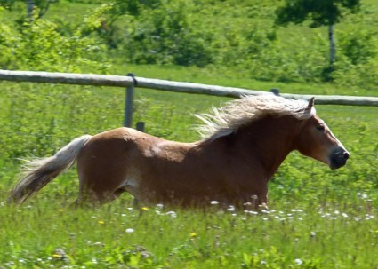 galopujący koń islaender