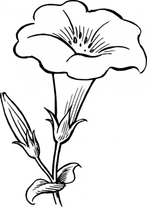 gamopetalous kwiat clipart